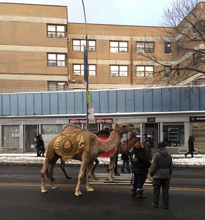 Three Kings Parade- Camel in Brooklyn