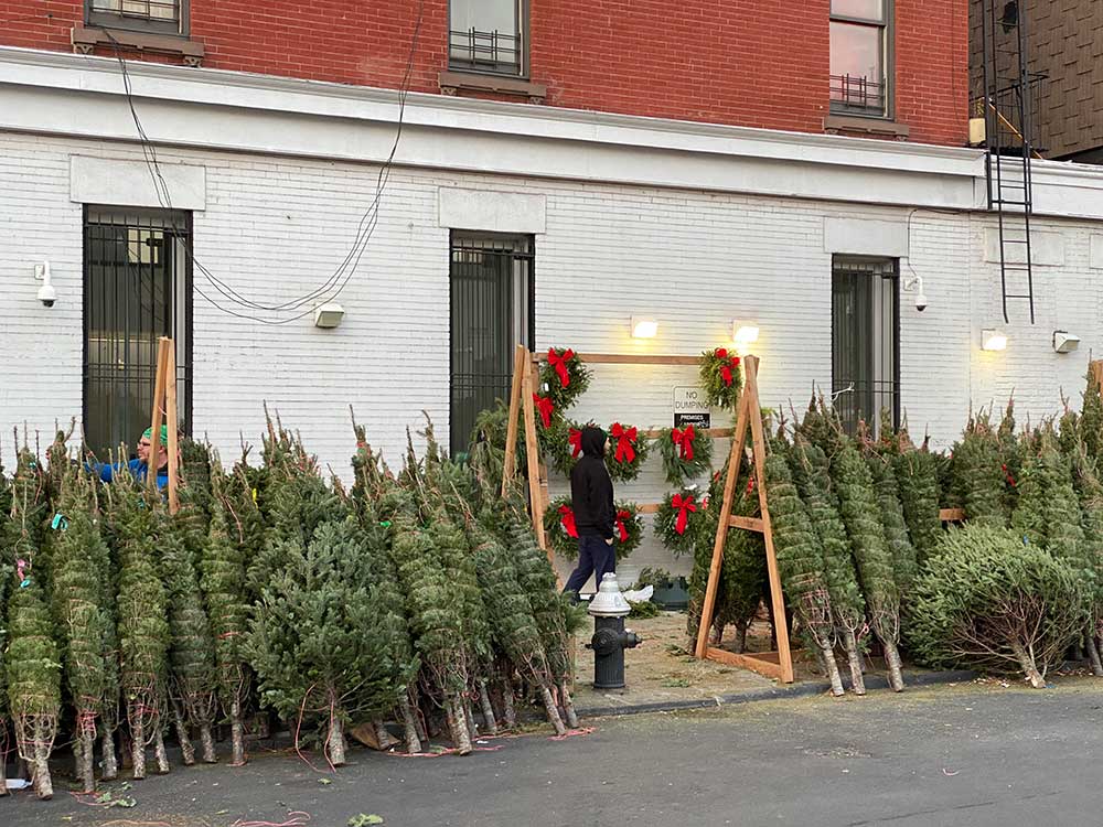 Greenpoint Christmas Trees