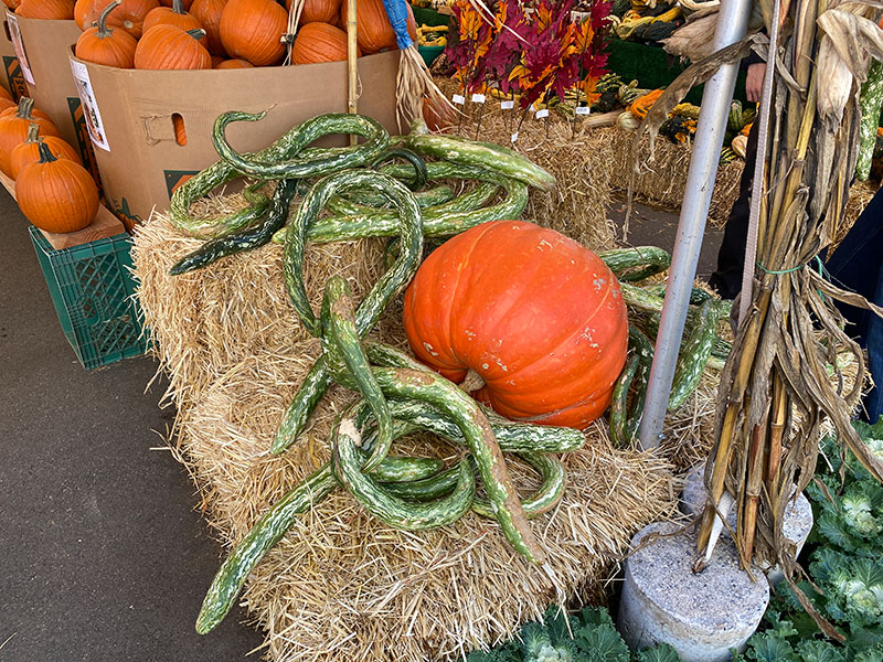decorative gourds and a giant pumpkin
