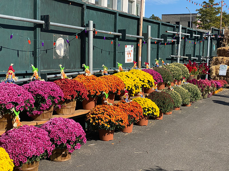 Autumn flowers for sale at Greg's