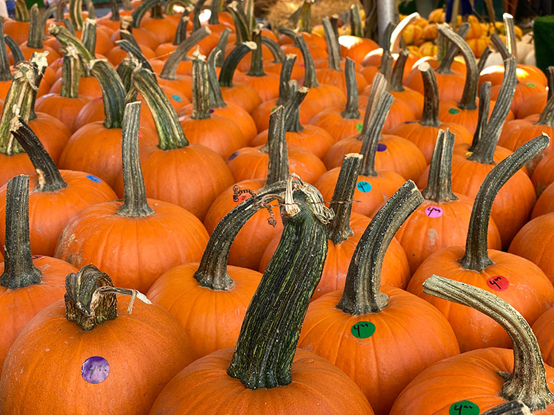 pumpkins for sale