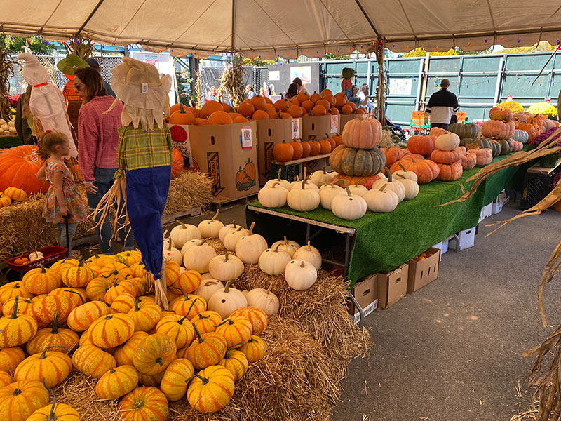 pumpkins for sale